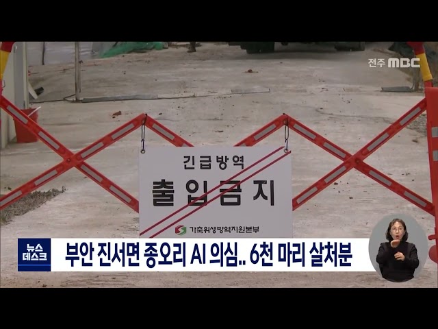 부안 진서 다솔 계열 종오리 AI 의심,, 살처분