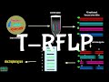 T-RFLP | Terminal Restriction Fragment Length Polymorphism |