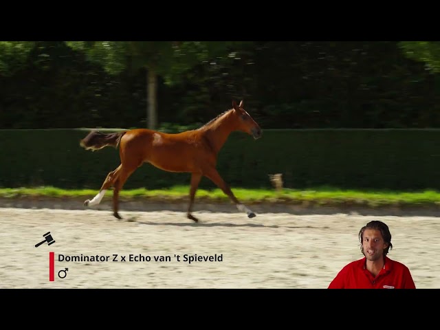 Winx van de Stikelpleats