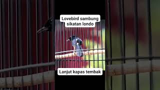 Download lagu Murai batu isian love bird sambung sikatan londo lanjut kapas tembak mp3