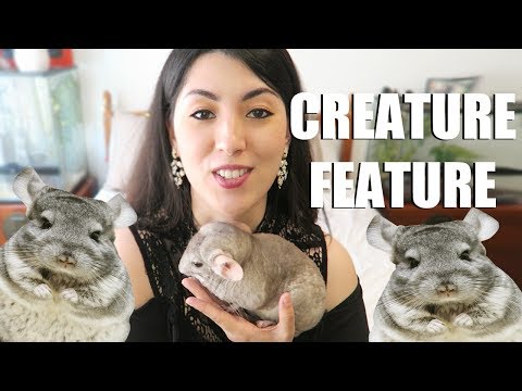 奇奇拉 - 創意專題 - 奇奇拉的奧爾夫。 (CHINCHILLA | CREATURE FEATURE | OLAF THE CHINCHILLA)