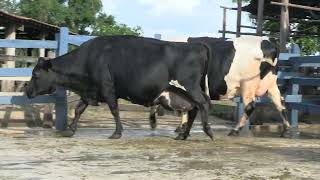 Vídeo 95 - 1ª ETAPA MEGA LIQUIDAÇÃO TOTAL AGROPECUÁRIA MARAJOARA - DIA 4 | GADO GIROLANDO E HOLANDÊS