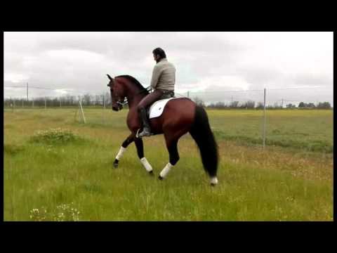 Guitarrista - PRE Stallion for Sale in Spain