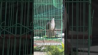 Download lagu Trucukan Garuda Ropel Gacor ! Merbah Kapur GALAK #trucukan #garuda mp3 Download lagu Trucukan Garuda Ropel Gacor ! Merbah Kapur GALAK #trucukan #garuda mp3