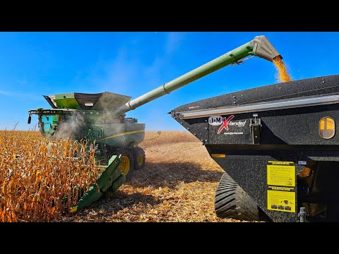 Phenomenal Corn Harvest