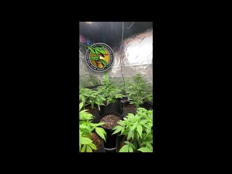 Future Harvest Commercial