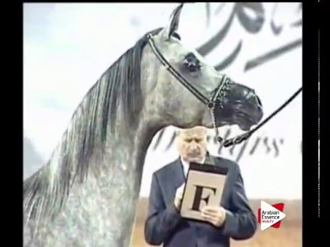 N.93 AJ RATEBA - Ajman 2016 - Fillies 3 years old (Class 3)