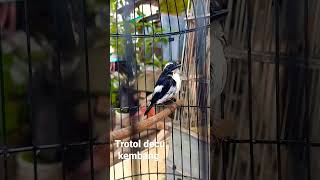 Download lagu Trotolan Decu kembang #burung #satwa #kicaumania mp3