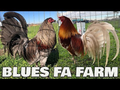 Beautiful Birds Fabian Alvarado FA FARM California | Farm Visit