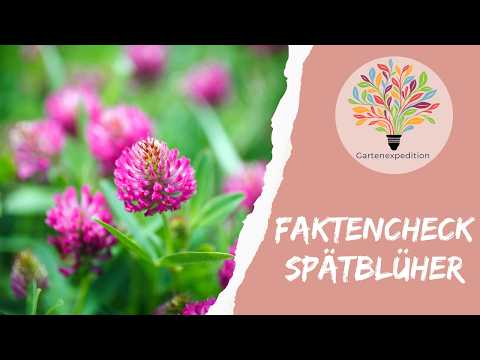 Spätblüher-Check: So rettest du Hummelköniginnen über den Winter