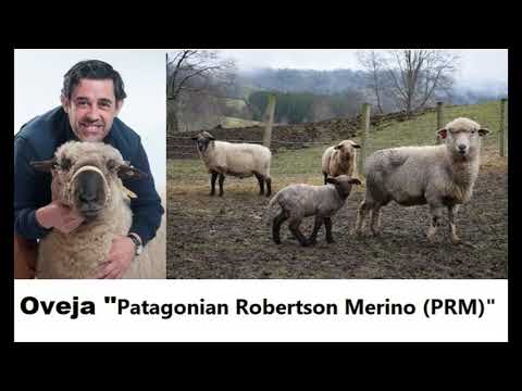 , title : 'Historia de las ovejas y como conseguir Lana de oveja 100% de Magallanes y no importadas.'