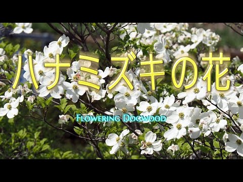 シベリアハナミズキ、紫ハナミズキ 植物