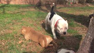 Big country gets a bad attitude