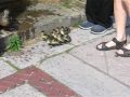 Baby Duck Rescue 1 Central Park NYC 09