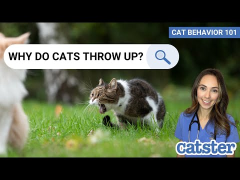 Why Do Cats Throw Up After Eating? (vet answer) | CAT BEHAVIOR 101