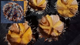 Yummy Sea Urchin