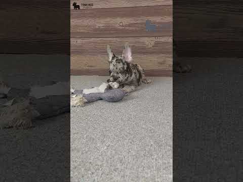 Video 3