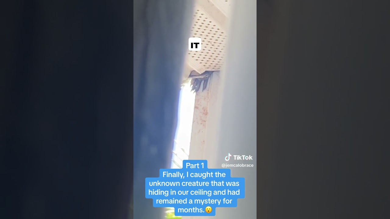 Unknown Creature Living in Ceiling #horror  #creepy  #paranormal  #unexplained #horrortok