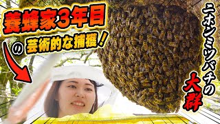ニホンミツバチの大群！養蜂家3年目の芸術的な捕獲！