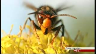 Asian Hornet threat (UK & Europe) - BBC Breakfast - 21st May 2016