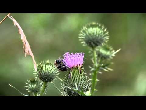 Canon Macro EF 180mm L @ 5D mark!!