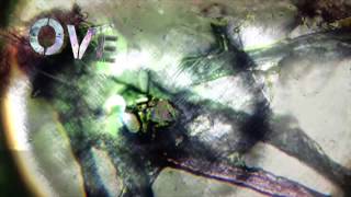 LAY DOWN ROTTEN - Blasphemous rituals for the perverted flesh (Lyric Video)