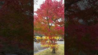 雲仙の紅葉🍁の見頃到来！！（20251111）#雲仙市