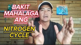 PAANO GAWIN ANG NITROGEN CYCLE / BAKIT MAHALAGA ANG NITROGEN CYCLE / AQUARIUM CYCLE