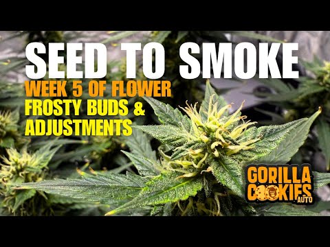 Gorilla Cookies Autoflower: Week 5 Flower Update | Frosty Buds, Tips & Adjustments!