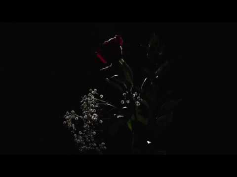 The Flats - Transparent (Official Video)