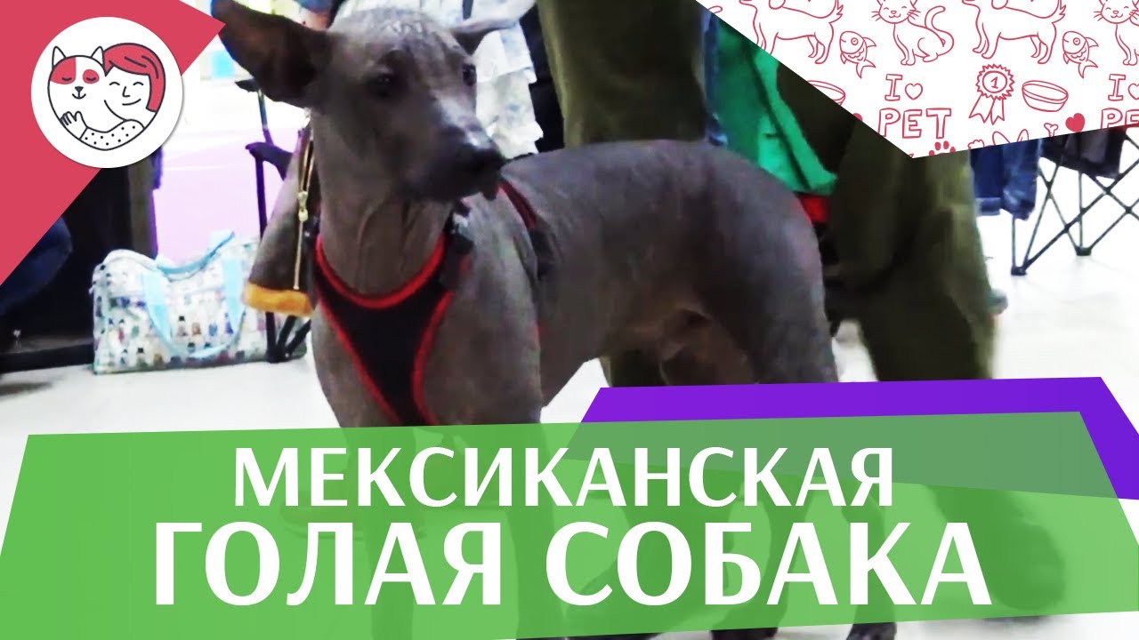 Мексиканская голая собака на ilikepet. Особенности породы, уход