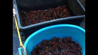 “Invasione in mare”. Scatta l’allarme in Italia: scoperta la specie killer  | La prove del notizia