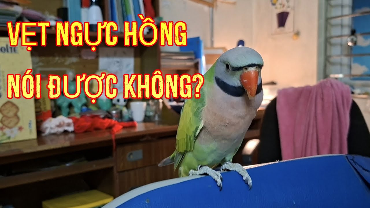 Vẹt ngực hồng có nói được không?