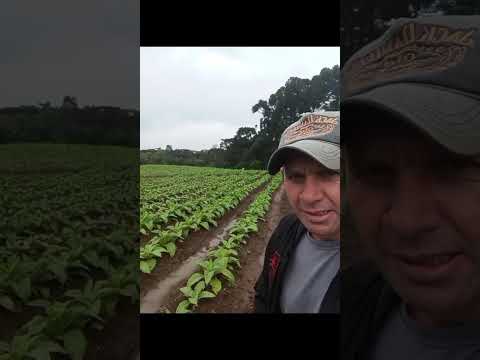 no Matão Prudentópolis Paraná Brasil Agora não está chovendo bom domingo