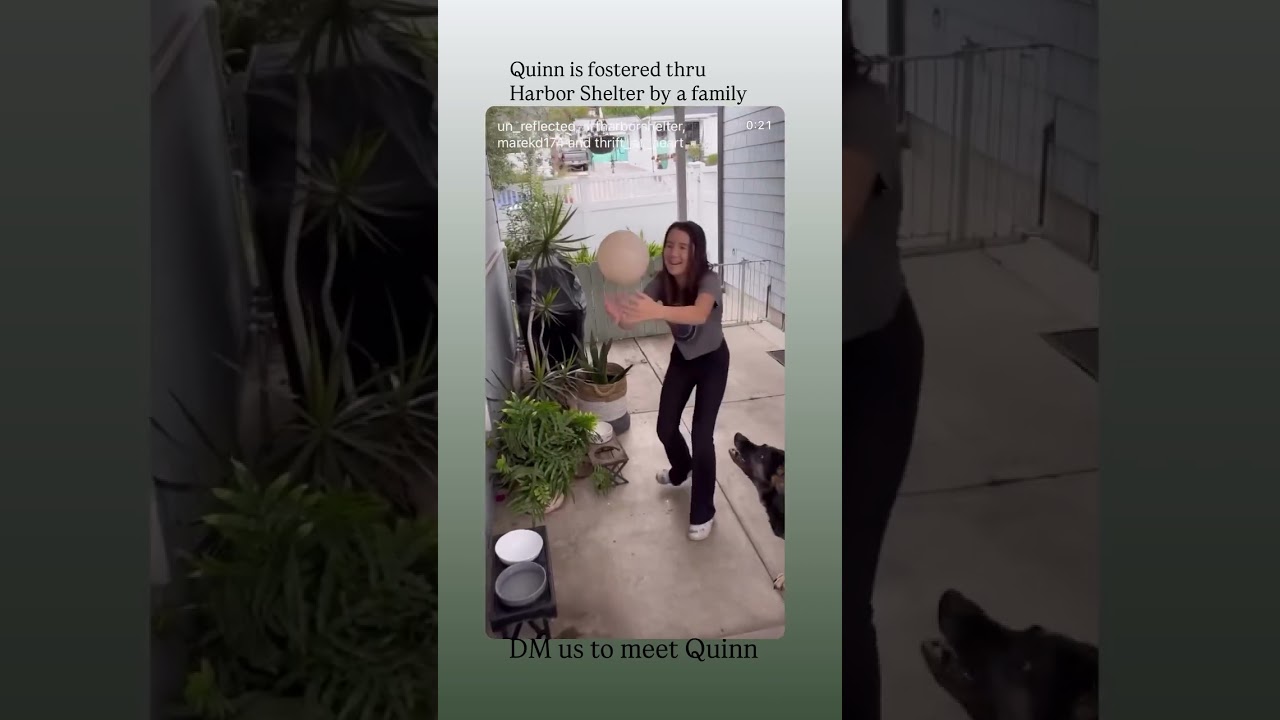 Enlarge Quinn, a ADOPTABLE mixed breed in Torrance, CA video 1/6