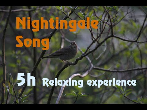 BEST NIGHTINGALE SONG- 5 hours REALTIME SINGING 2023, HQ, Stress relief, Calming, Relaxing, Peaceful