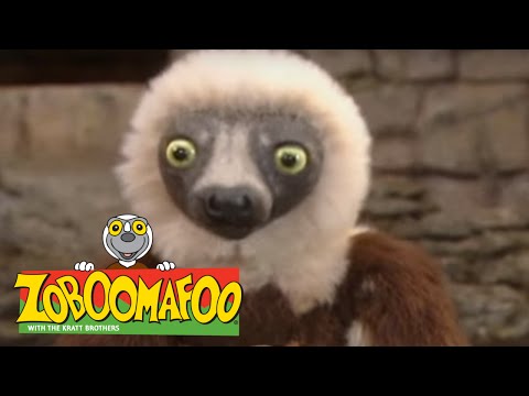 Zoboomafoo 224 - Ants and Eaters (Full Episode)