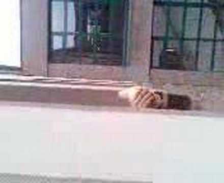 Schwip Schwap Action