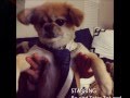 Delta Moon Lap Dog