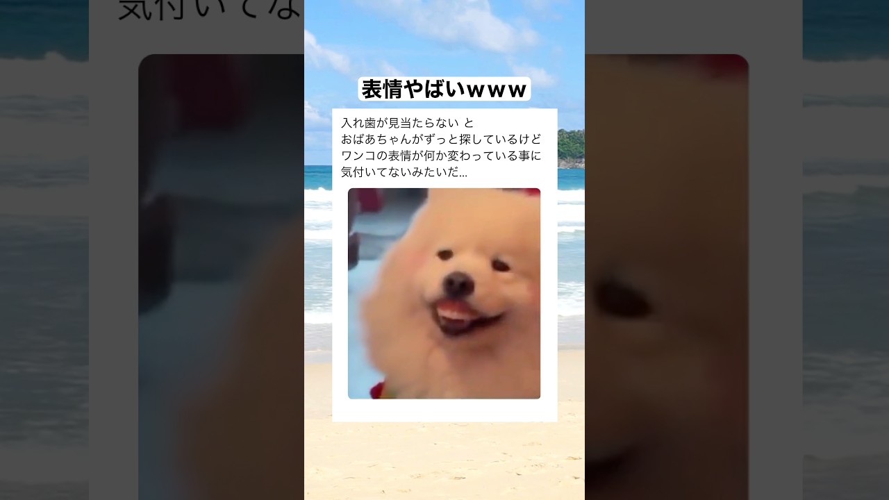 入れ歯を探してるおばあちゃんをとぼけ顔で見ているワンコ......お、お前...　#shorts #動物 #おすすめ