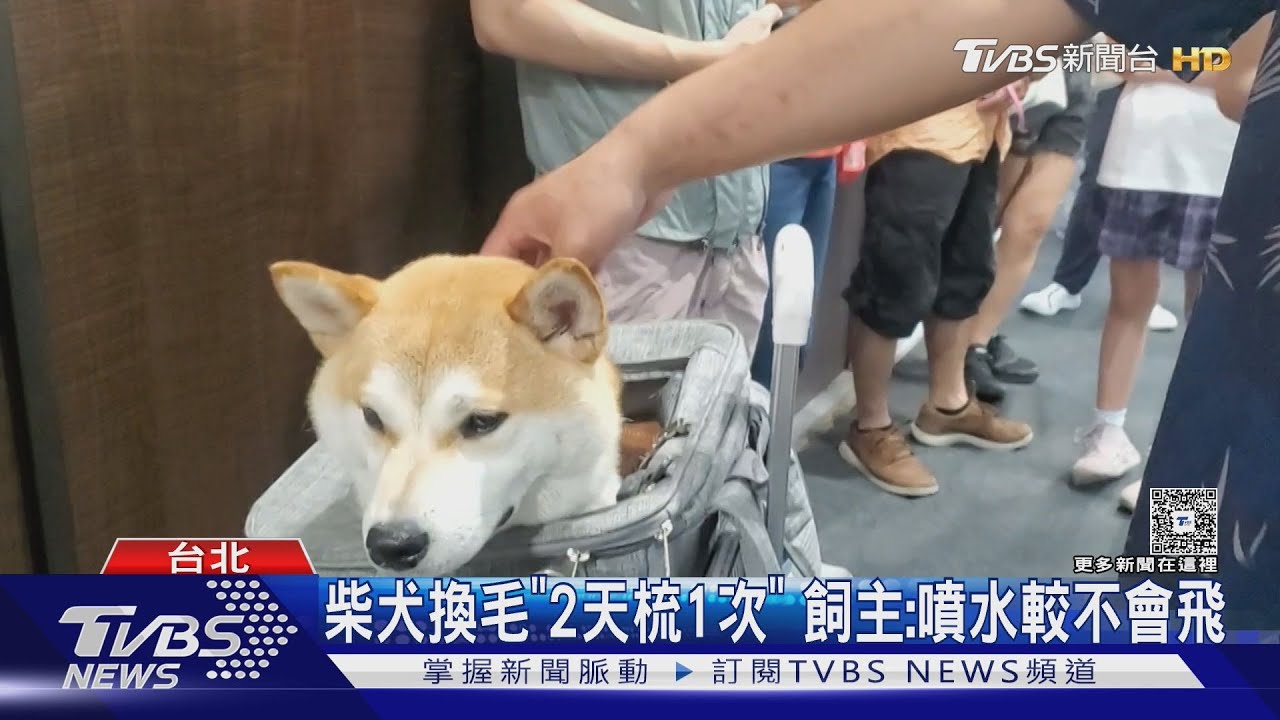 貓狗「換毛狂掉」找神器　吸毛機PK專用梳
