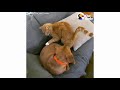 Hidden Camera Catches Cat Comforting Anxious Dog While FamilyÂ´s Away | The Dodo Odd Couples