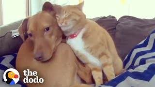 Hidden Camera Catches Cat Comforting Anxious Dog While Family