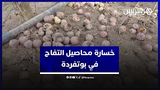 فيضانات وتبروري يدمران محاصيل التفاح في جماعة بوتفردة بإقليم بني ملال thumbnail