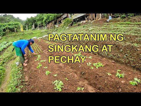 PAGTATANIM NG SINGKANG AT PECHAY