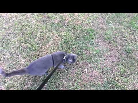 Nisa walking on leash