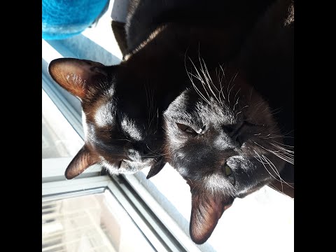 The boys on the balcony.