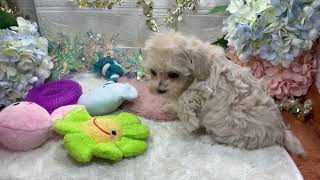 ハーフ犬の動画01