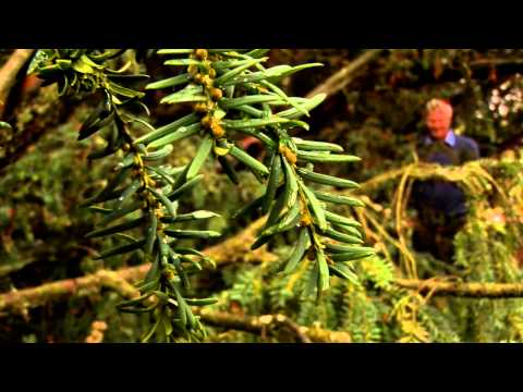 Cambridge Ideas - Don't Eat the Plants