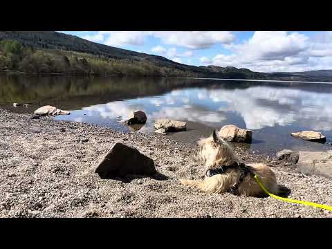 Cairn Terrier Dog Explores Beautiful Scottish Scenery
